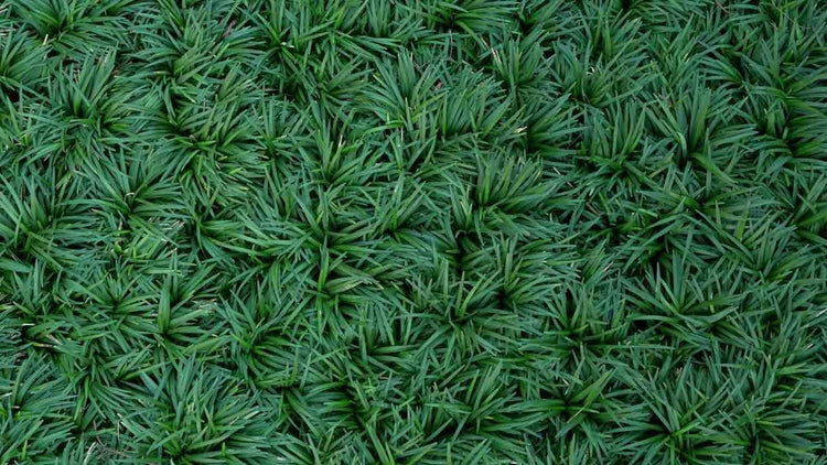 Mondo Grass I Large Gallon Size Plants I Ophiopogon Japonicus I Live Dense, Evergreen Ground Cover Plant, Ideal for Edging, Borders, and Ornamental Landscaping, Easy to Care (1 Plant)