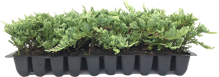 Blue Rug Juniper Wiltonii - 30 Live Plants - Drought Tolerant Cold Hardy Evergreen Ground Cover