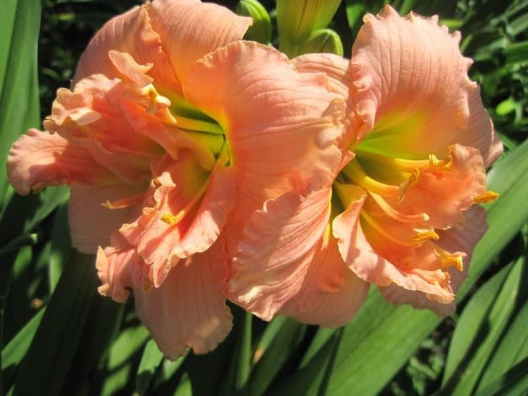 Daylily Siloam Double Classic I Live 3 Inch Pots I Hemerocallis I Peach Colored Flowers (03 Plants)