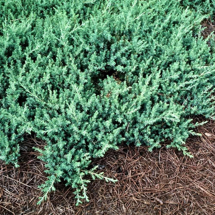 Blue Pacific Juniper | Extra Large 3 Gallon Plants | Live Fast-Growing Ground Cover Shrub, Drought-Tolerant, Low-Maintenance Landscaping Plant (2 Plants)