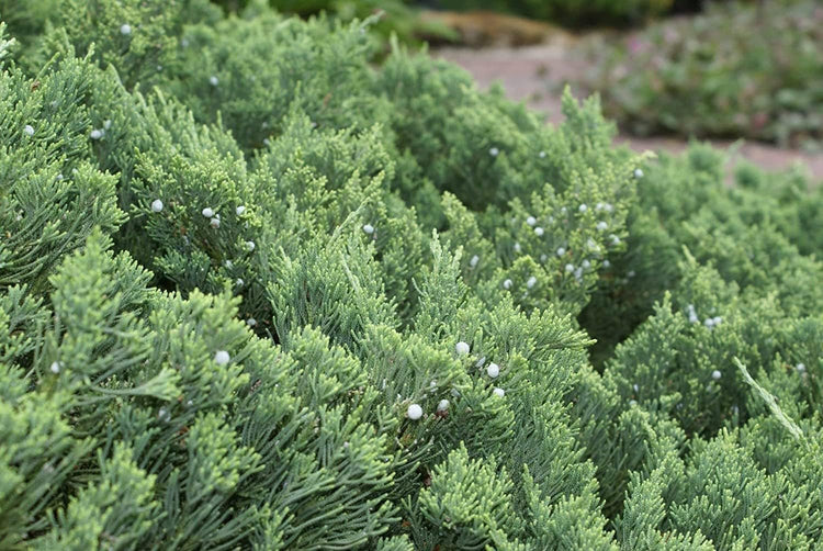 Juniper Parsoni | Large Gallon Size Plants | Juniperus Squamata Expansa Parsons | Drought Tolerant Cold Hardy Evergreen Groundcover