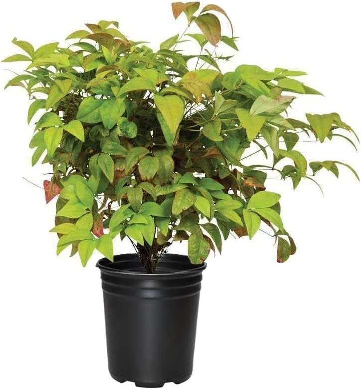 Firepower Heavenly Bamboo | Large Gallon Size Plant | Nandina Domestica | Brilliant Colorful Low Maintenance Foliage