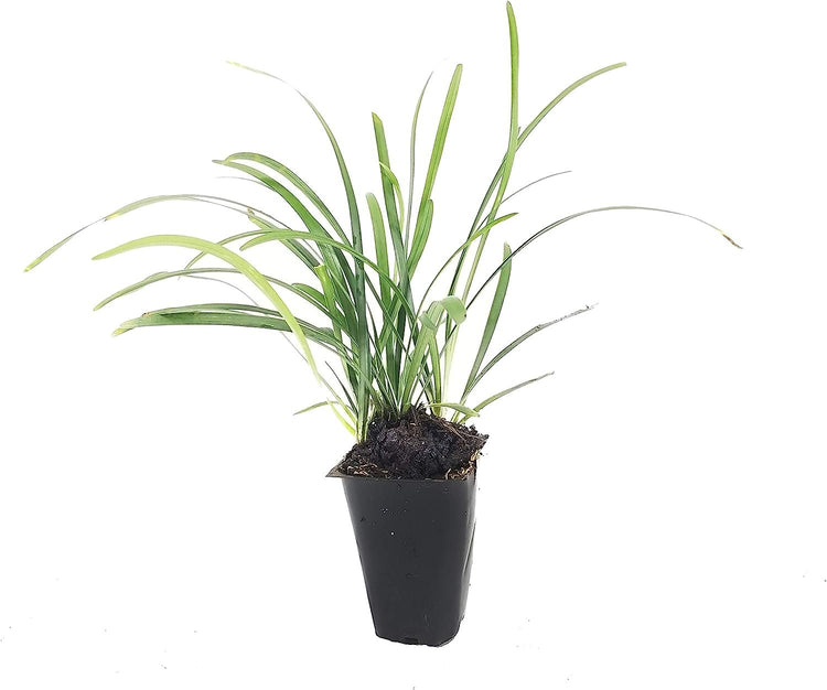 Big Blue Liriope Muscari - Live Plants - Drought Tolerant Low Maintenance Evergreen Grass