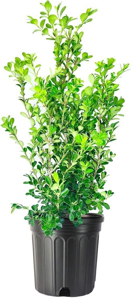 Japanese Boxwood - Large Live Gallon Size Plants - Buxus Microphylla - Formal Evergreen Low Maintenance Hedge Shrub