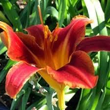 Ming Toy Daylily | Live 4 Inch Pot | Hemerocallis Plants | Beautiful Low Maintenance Blooming Groundcover