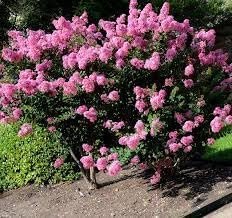 Crape Myrtle Hopi Rose Pink | Extra Large 3 Gallon Plants | Soft Rose-Pink Blossoms, Live Plant, Ornamental Shrub for Tranquil Garden Settings