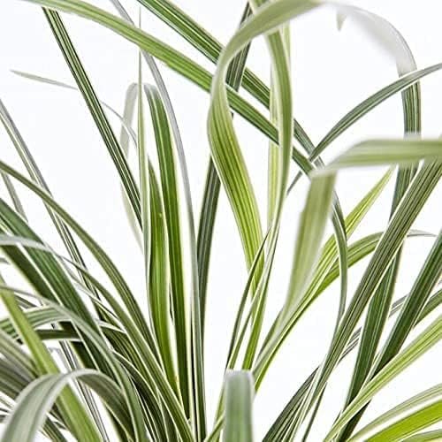 Aztec Grass | Live Quart Size Plants | Variegated Liriope