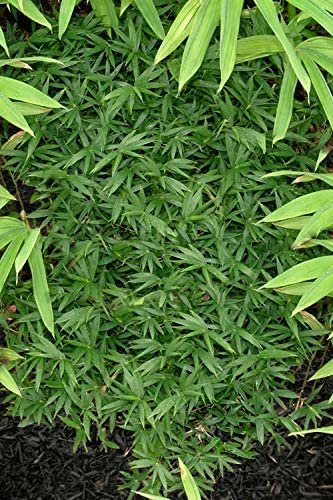 Fern Leaf Bamboo - Live Plants - Bambusa Multiplex - 6 Inch Pot - Non-invasive Clumping Privacy Hedge