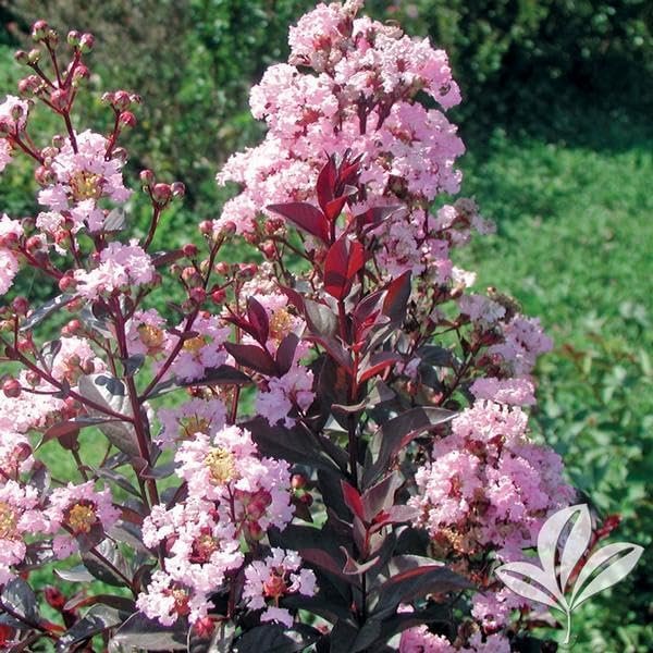 Crape Myrtle Rhapsody in Pink | Live Plants | Soft Pink Blooms, Live Plant, Elegant Ornamental Shrub for Graceful Garden Displays