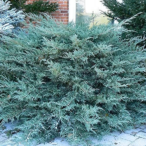 Blue Pfitzer Juniper | Live Gallon Size Plant | Juniperus Chinensis | Evergreen Cold Hardy Drought Tolerant Groundcover