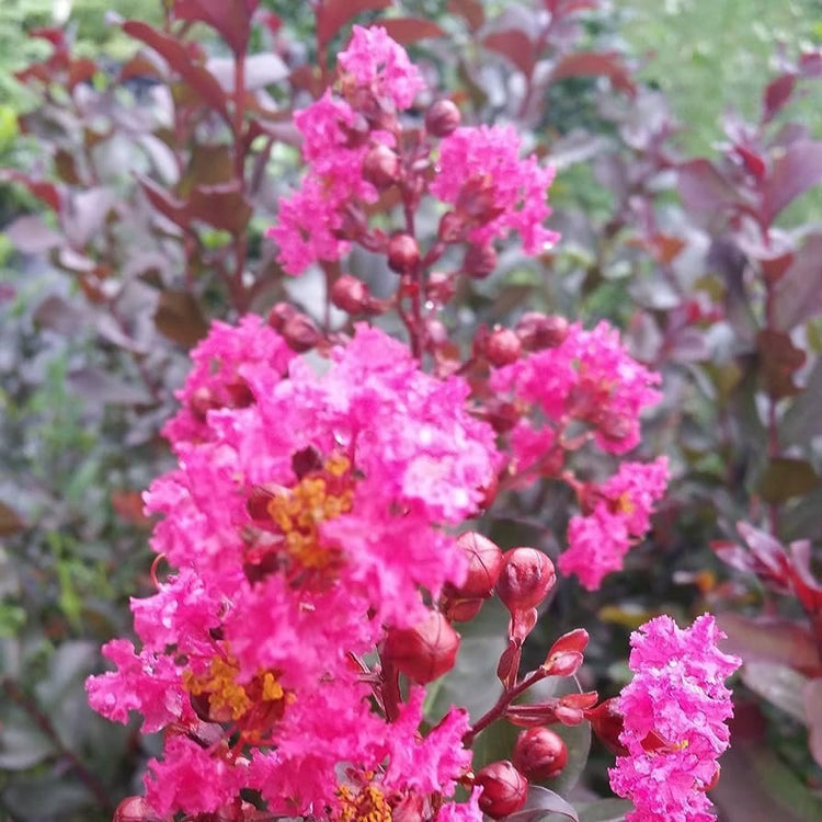 Crape Myrtle Raspberry Sundae | Live Plants | Dual-Color Red & Pink Blooms, Live Plant, Stunning Bicolor Ornamental Shrub for Eye-Catching Garden Displays