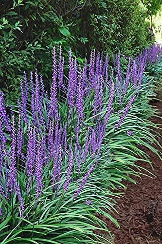 Big Blue Liriope Muscari - Plants Gallon Size - Low Maintenance Drought Tolerant Evergreen Live Grass Lilyturf