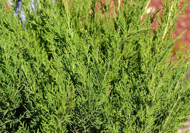 Juniper Sea Spray - Live Gallon Size Plants - Juniperus Chinensis - Drought Tolerant Cold Hardy Evergreen Groundcover