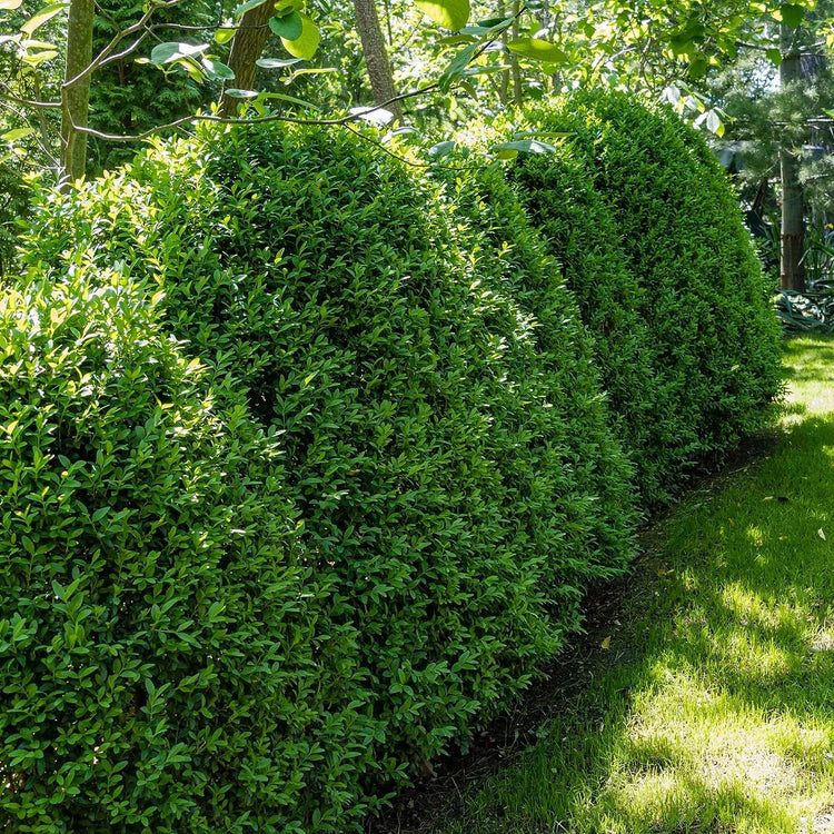 Sunbright Boxwood | Live 2 Inch Plants | Luminous Golden-Yellow Foliage, Perfect for Borders & Landscaping, Year-Round Color & Drought Tolerant, Live Shrub Plant