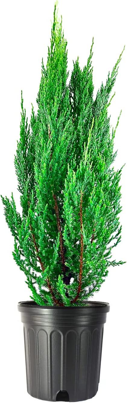 Blue Point Juniper | Large 3 Gallon Trees | Juniperus Chinensis | Evergreen Screening Plants