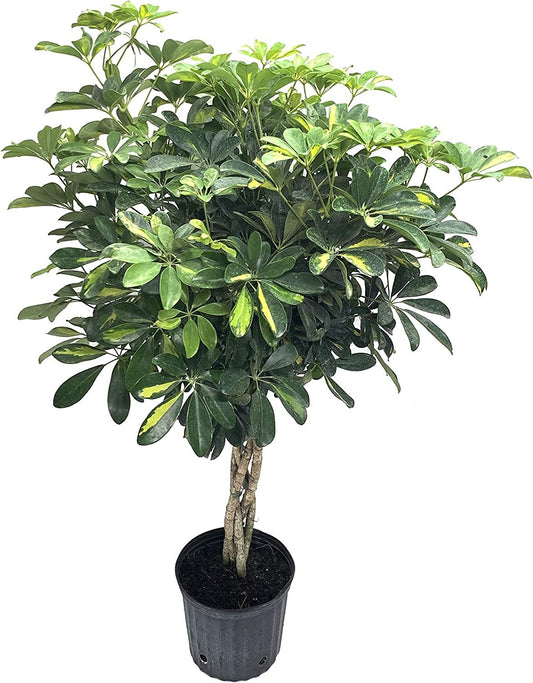 Umbrella Tree - 'Gold Capella' Live Braided Schefflera Arboricola - Florist Quality - Beautiful Indoor Tree - 3 Feet Tall