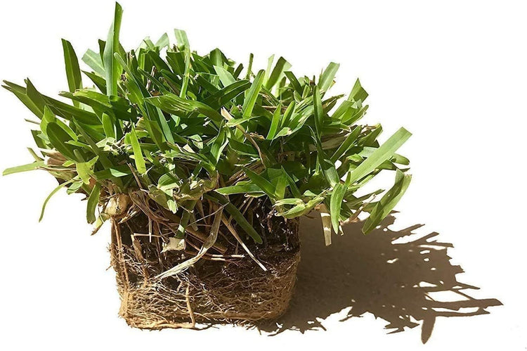 St. Augustine Seville Sod - Extra Large Live Plugs - Drought, Salt & Shade Tolerant Turf Grass