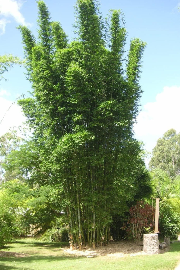 Oldhamii Giant Timber Bamboo | 5 Live Plants | Fast-Growing Bambusa Privacy Screen | Ideal for Outdoor Landscaping | Cold-Hardy & Drought-Resistant | Perfect for Eco-Friendly Landscaping