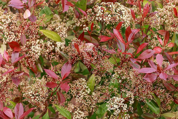 Photinia Red Tip | Extra Large 3 Gallon Plants | Photinia x Fraseri | Evergreen Landscape Hedge Shrub