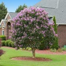 Crape Myrtle Muskogee | Extra Large 3 Gallon Plants | Lagerstroemia Indica | Beautiful Low Maintenance Lavender Blooming Tree