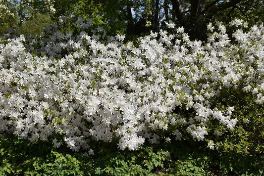 Azalea GG Gerbing | Extra Large 3 Gallon Plants | Lush & Radiant White Blooms, Premium Quality, Hardy & Versatile, Ideal for Indoor/Outdoor Planting & Decor