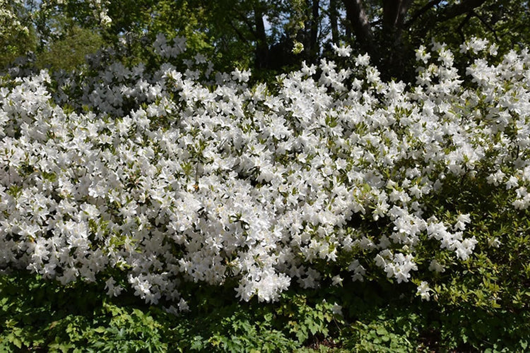 Azalea GG Gerbing | Extra Large 3 Gallon Plants | Lush & Radiant White Blooms, Premium Quality, Hardy & Versatile, Ideal for Indoor/Outdoor Planting & Decor