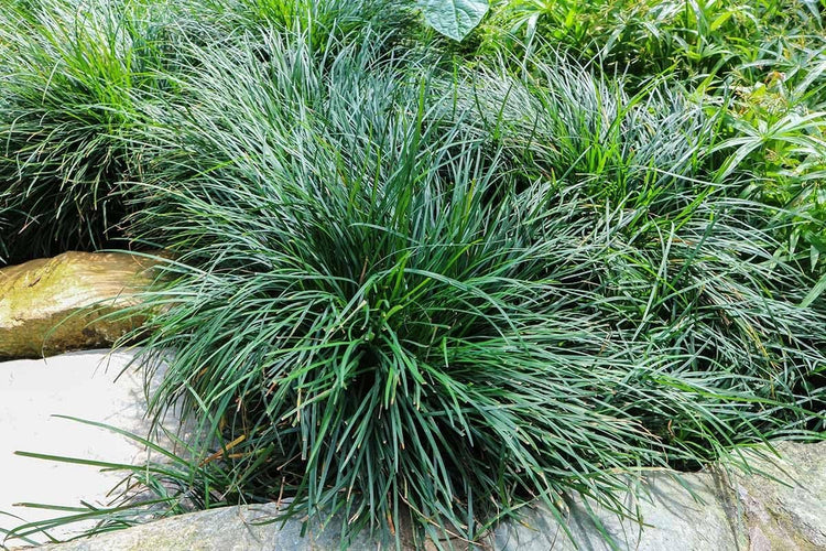 Mondo Grass I Large Gallon Size Plants I Ophiopogon Japonicus I Live Dense, Evergreen Ground Cover Plant, Ideal for Edging, Borders, and Ornamental Landscaping, Easy to Care (1 Plant)