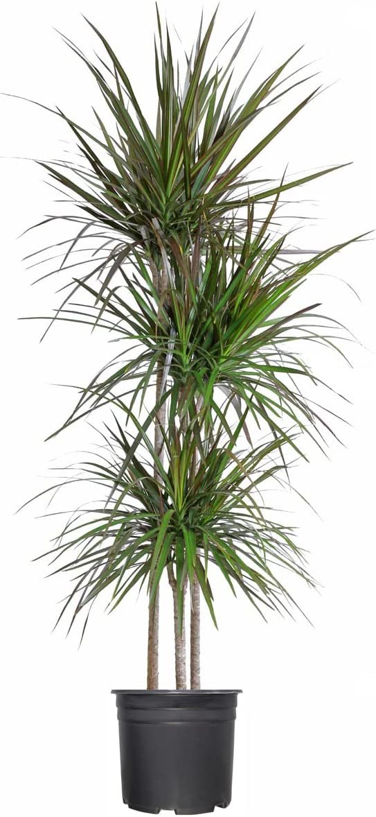 Madagascar Dragon Tree | Live Dracaena Marginata | 4 Feet Tall | Large Beautiful Florist Quality House Plant