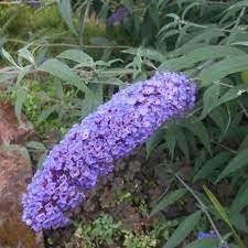 Buddleia Nanho Blue | Extra Large 3 Gallon Plants | Fragrant & Compact Butterfly Bush, Ideal for Vibrant Landscapes, Attractive Borders & Butterfly Gardens, Drought Tolerant (3 Plants)