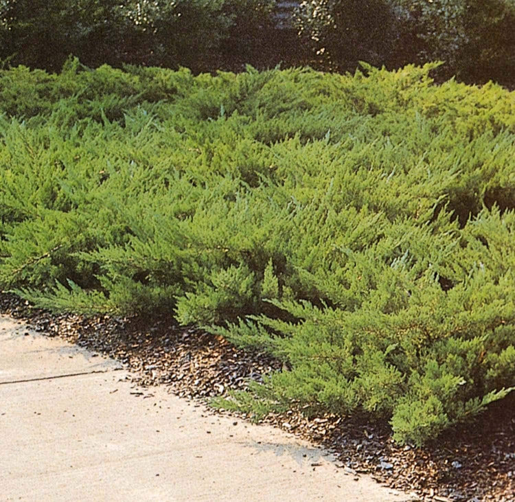 Juniper Parsoni | Large Gallon Size Plants | Juniperus Squamata Expansa Parsons | Drought Tolerant Cold Hardy Evergreen Groundcover