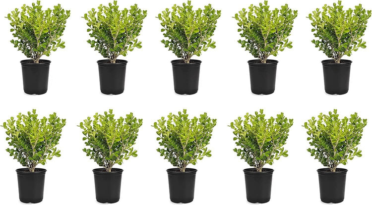 Japanese Boxwood | Live 4 Inch Pot | Buxus Microphylla | Formal Evergreen Low Maintenance Hedge Plants