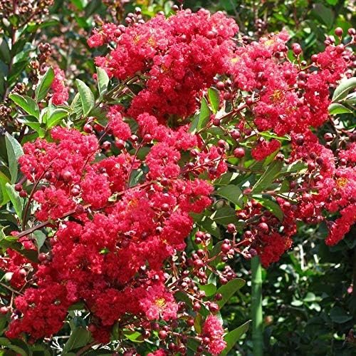 Crape Myrtle Arapaho I Extra Large 3 Gallon Plants | Light Pink Flowering Vibrant Red Summer Blooms, Drought-Tolerant Live Plant, Ornamental Tree for Gardens & Landscapes (3 Plants)