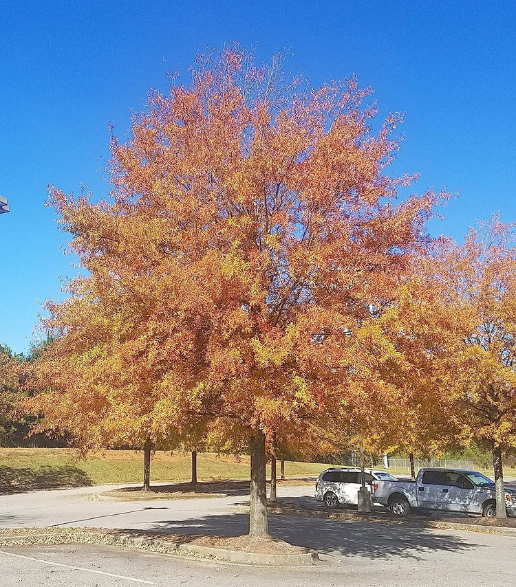 Willow Oak Tree | Live Plants | Quercus Phellos | Beautiful Unique Fast Growing and Hardy Shade Tree