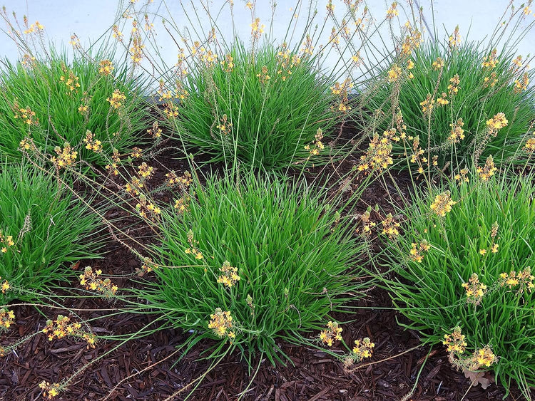 Bulbine Frutescens Hallmark Orange | Live Plants | Butterfly Attracting