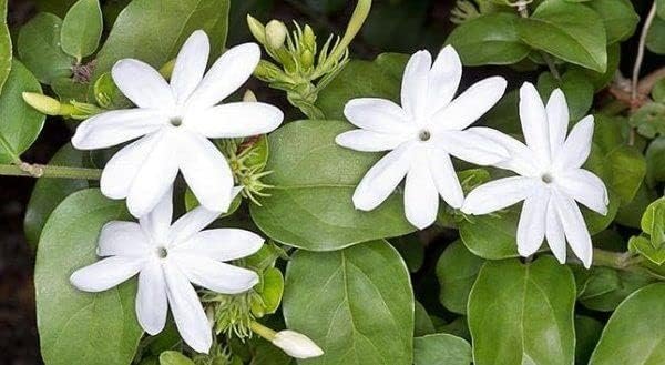 Downy Jasmine | Live Plants | Jasminum Multiflorum | Beautiful Blooming Vine-Like Shrub