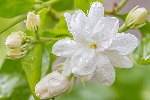 Sambac Jasmine Plant | Live Plants | Jasminum Sambac | Fragrant White Blooms | Ideal for Indoor & Outdoor Planting | Aromatic Addition to Gardens & Patios | Lush & Decorative Foliage