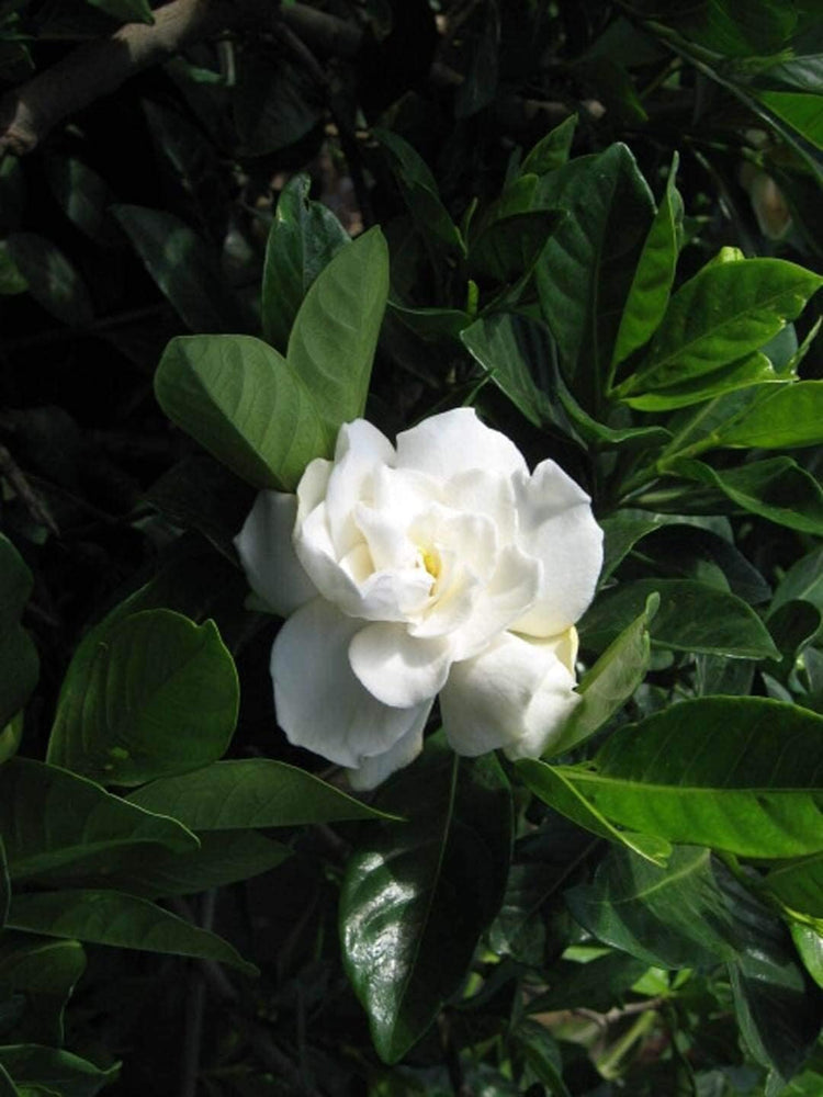 Everblooming Gardenia Jasminoides 'Veitchii' - Live Plants - Beautiful Fragrant Blooming Shrub