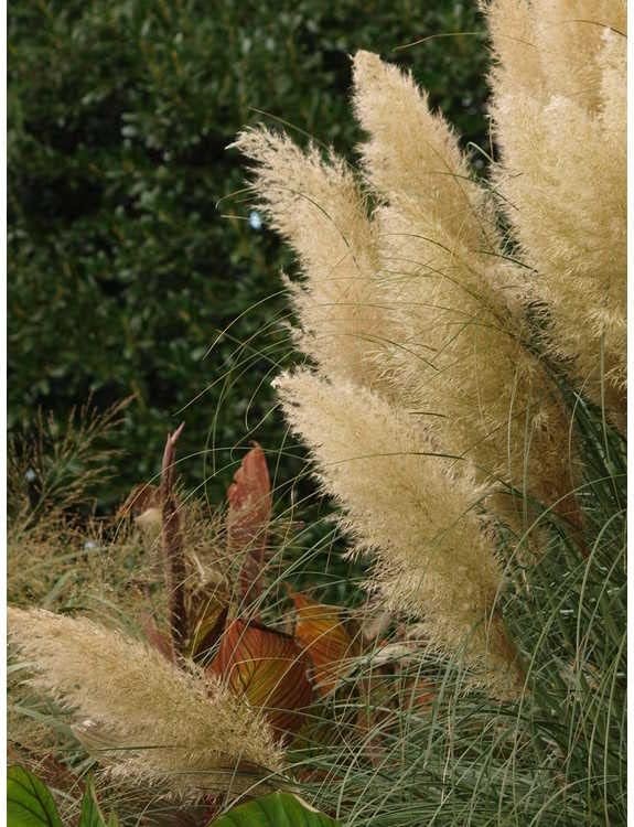 Pampas Grass Blue Bayou | Live Plants | Cortaderia Selloana | Dwarf Low Maintenance Drought Tolerant Ornamental Grass