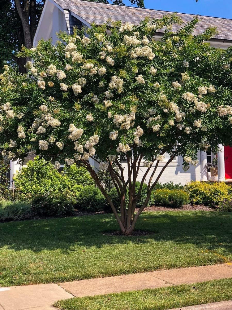 Crape Myrtle Natchez | Live Plants | Lagerstroemia Indica