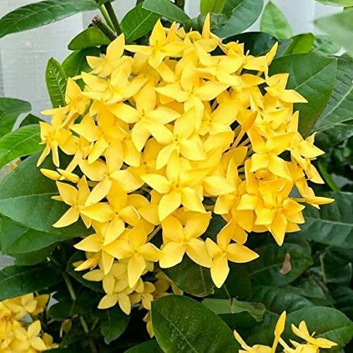 Ixora Maui Yellow | Live Plants | Beautiful Vibrant Blooming Butterfly Attracting Shrub | Coccinea Flame of The Woods Jungle Flame