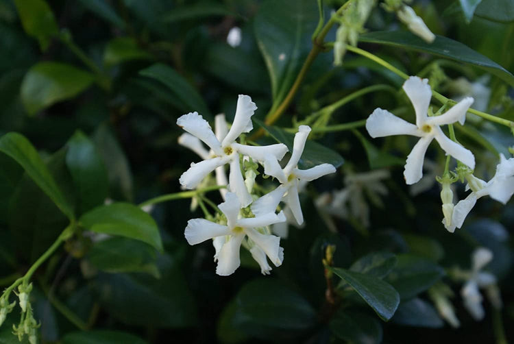 Star Jasmine | Live Plants | Trachelospermum Jasminoides | Fragrant