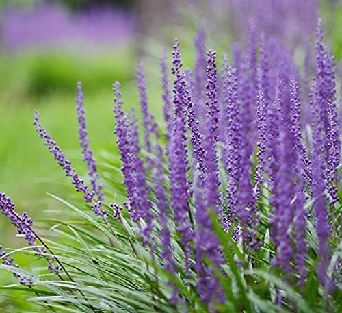 Big Blue Liriope Muscari - Live 4 Inch Pots - Drought Tolerant Low Maintenance Evergreen Plants Grass Lilyturf