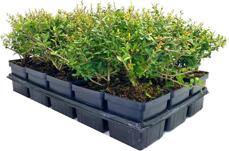 Dwarf Yaupon Holly | Live 4 Inch Pots | Ilex Schilling Stokes Vomitoria | Drought Tolerant Low Maintenance Evergreen Hedge