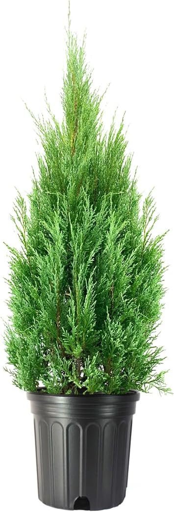 Medora Juniper | Extra Large 3 Gallon Plants | Columnar Evergreen Shrub for Privacy, Landscaping, and Ornamental Gardens - Drought-Resistant & Easy-to-Grow