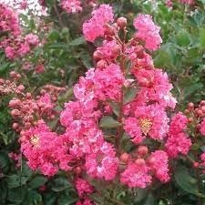 Crape Myrtle Double Feature I Extra Large 3 Gallon Plant I Red Flowering Dual Display of Red Blooms & Burgundy Foliage, Drought-Tolerant Live Tree