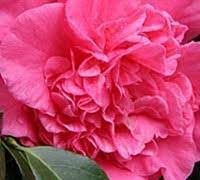 Camellia Japonica Laura Walker I Extra Large 3 Gallon Plants I Red & White Variegated Leaf Deep Red & White Striped Blooms, Live Plant for Home & Garden