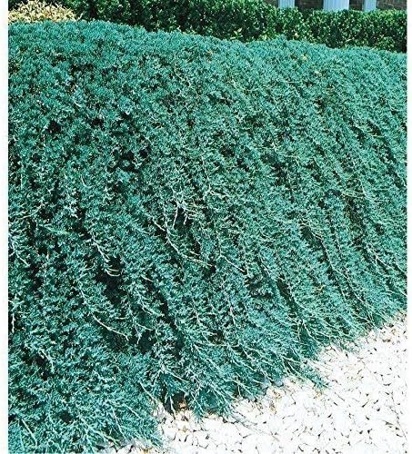 Blue Rug Juniper - Live 4 Inch Plants - Juniperus Horizontalis 'Wiltonii' - Drought Tolerant Cold Hardy Evergreen