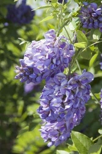 Amethyst Falls Wisteria Frutescens Vine | Live Plants | Beautiful Drought Tolerant Fragrant Purple Flowering Vine