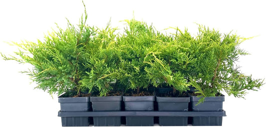 Gold Star Juniper | Live 4 Inch Pots | Juniperus Chinensis | Drought Tolerant Cold Hardy Evergreen Groundcover Plants