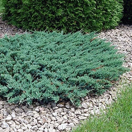 Juniper Blue Chip | Live Gallon Size Plants | Juniperus Horizontalis